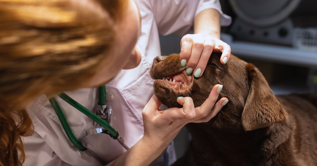 Proper Dental Care for Your Senior Pet